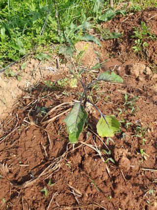 김홍진님의 기타작물 · 병해충상담 작성글 사진