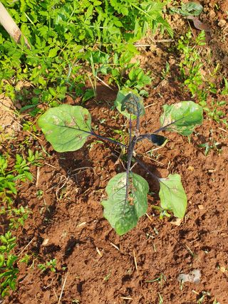 김홍진님의 기타작물 · 병해충상담 작성글 사진