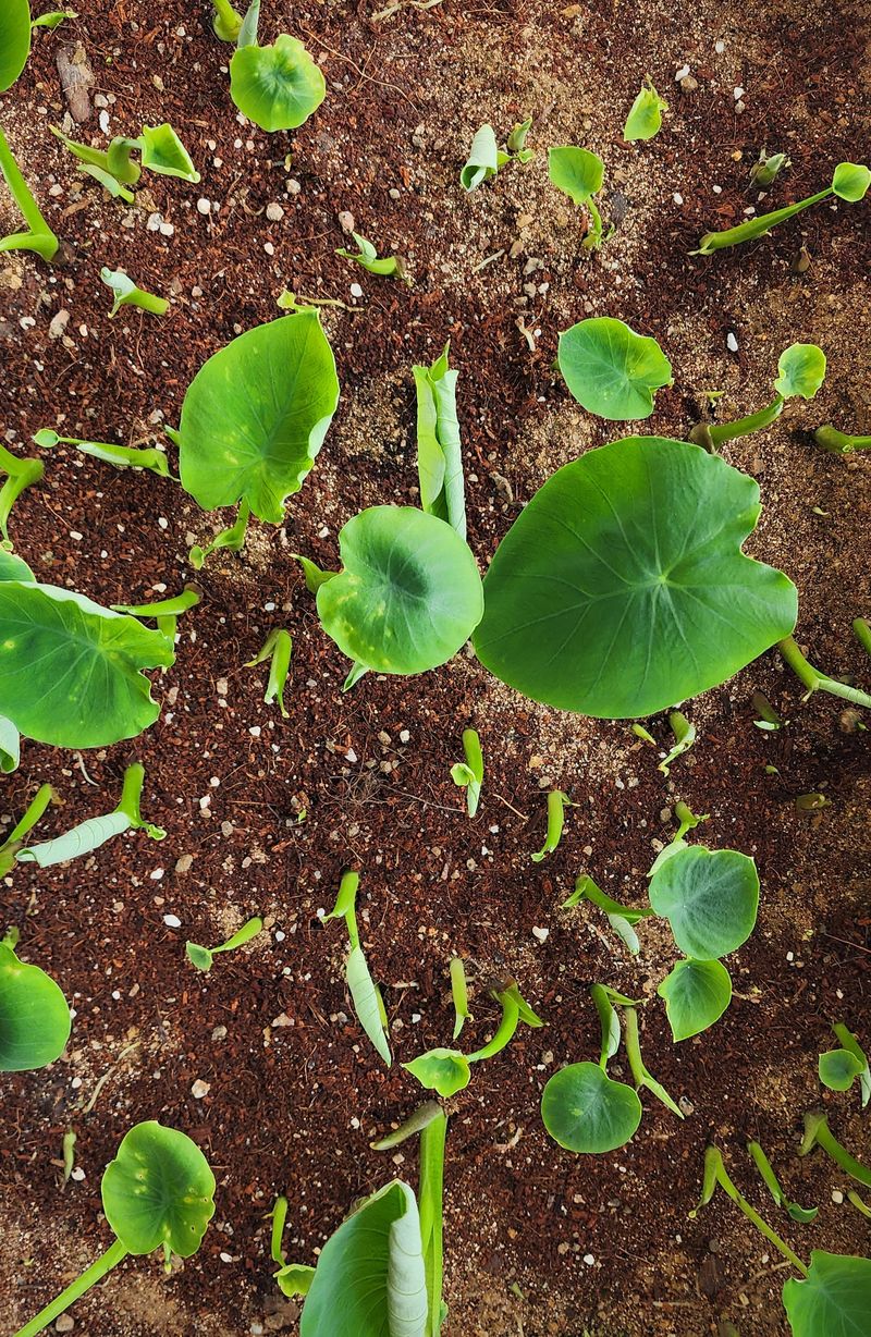 장터 상품 [(판매완료)왕토란 모종 판매 ] 썸네일