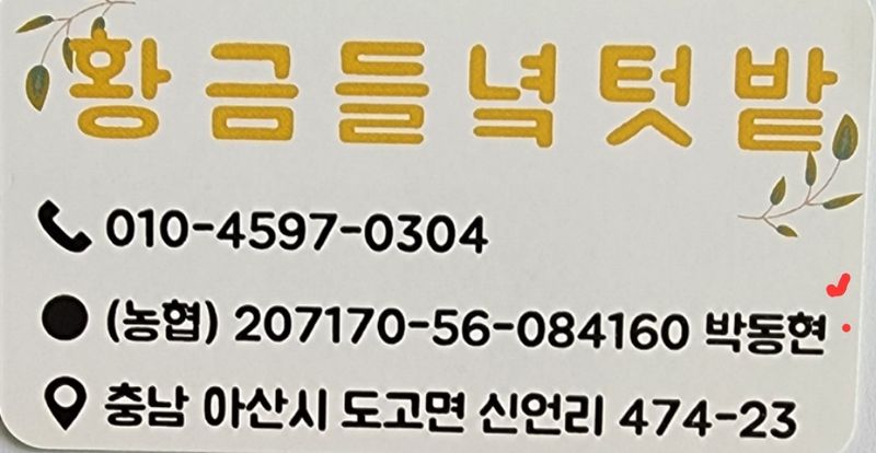 최민자 님의 장터 판매 상품 [(판매완료)왕토란 모종 판매 ] 첨부 사진