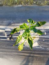 팜모닝 고추·파종•정식 게시글 이미지