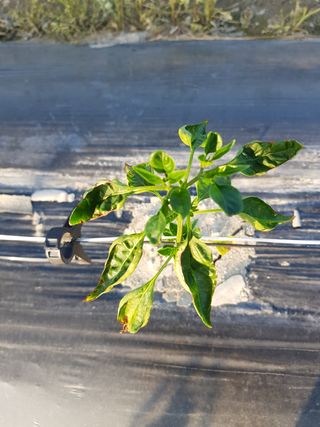 암초님의 고추 · 파종•정식 작성글 사진