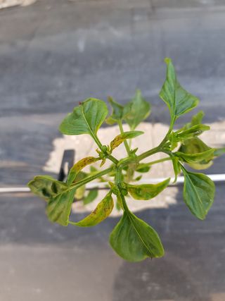 암초님의 고추 · 파종•정식 작성글 사진