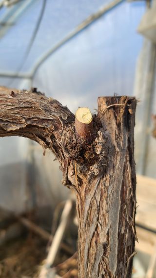 2섭이님의 기타작물 · 병해충상담 작성글 사진