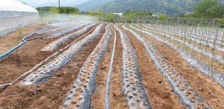 양성근님의 참깨 · 자유게시판 작성글 사진