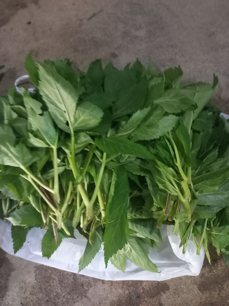 장터 상품 [당귀잎] 썸네일