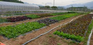 양성근님의 상추 · 자유게시판 작성글 사진