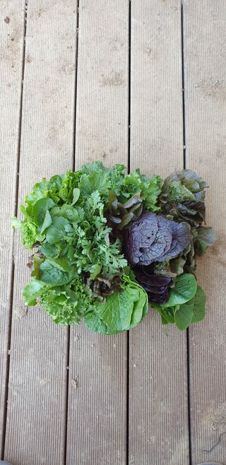 양성근님의 상추 · 자유게시판 작성글 사진