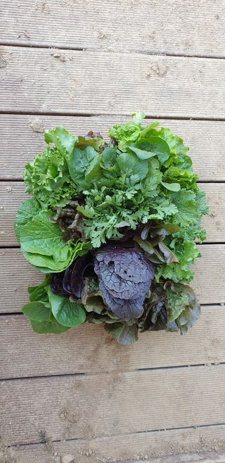 양성근님의 상추 · 자유게시판 작성글 사진