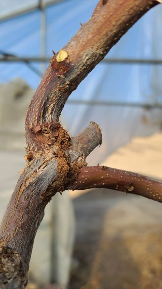 2섭이님의 기타작물 · 병해충상담 작성글 사진