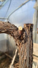 팜모닝 기타작물·병해충상담 게시글 이미지