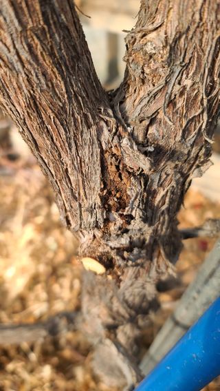 2섭이님의 기타작물 · 병해충상담 작성글 사진