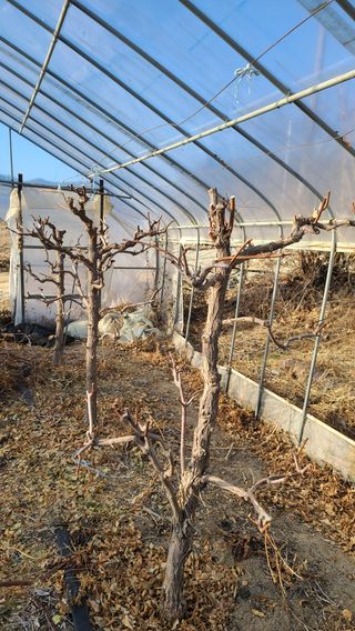 2섭이님의 기타작물 · 병해충상담 작성글 사진