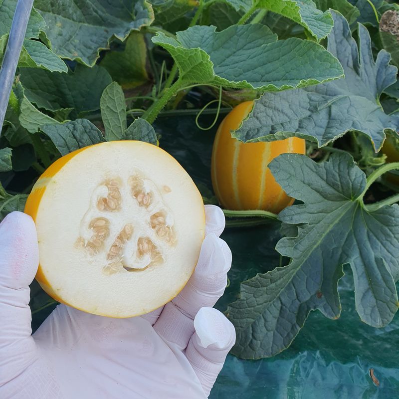장터 상품 [가정용미네랄꿀참외] 썸네일