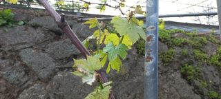 무진장UDT님의 포도 · 자유게시판 작성글 사진