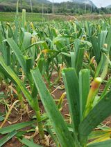 팜모닝 마늘·마늘 쪽 비대기 게시글 이미지