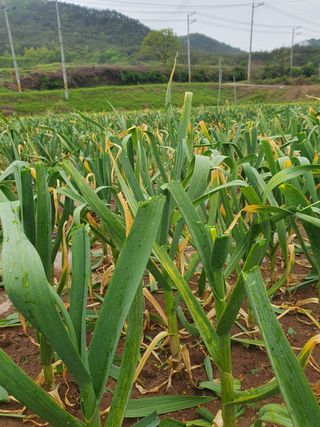 정석기님의 마늘 · 마늘 쪽 비대기 작성글 사진