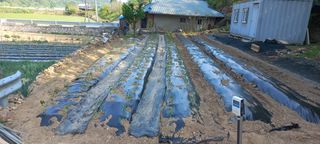 무진장UDT님의 고추 · 일상 작성글 사진