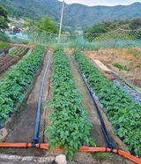 팜모닝 감자·자유게시판 게시글 이미지