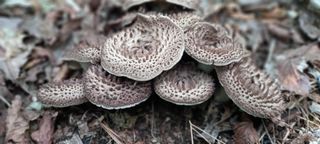 무진장UDT님의 자유주제 · 자유게시판 작성글 사진