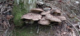 무진장UDT님의 자유주제 · 자유게시판 작성글 사진