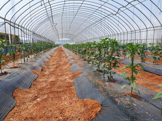 알 수 없음님의 고추 · 지주설치•유인•성장 작성글 사진