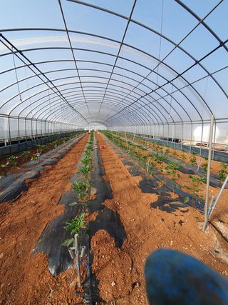 알 수 없음님의 고추 · 지주설치•유인•성장 작성글 사진