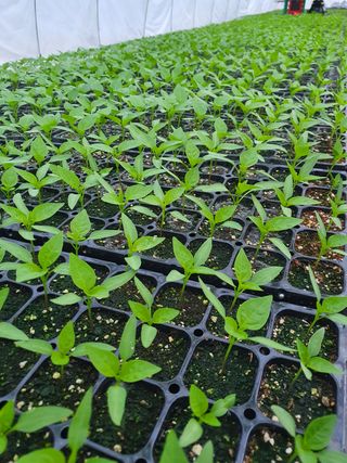 멋진여성농님의 고추 · 병해충상담 작성글 사진