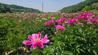 소백산오가피님의 자유주제 · 사진전 작성글 사진