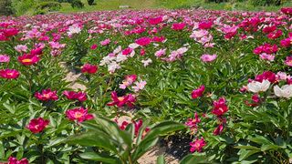 소백산오가피님의 자유주제 · 사진전 작성글 사진