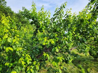 광양밤실매실농장님의 매실 · 자유게시판 작성글 사진