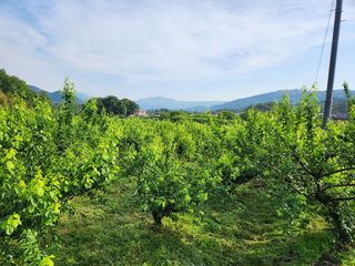 광양밤실매실농장님의 매실 · 자유게시판 작성글 사진