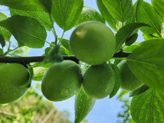 광양밤실매실농장님의 매실 · 자유게시판 작성글 사진