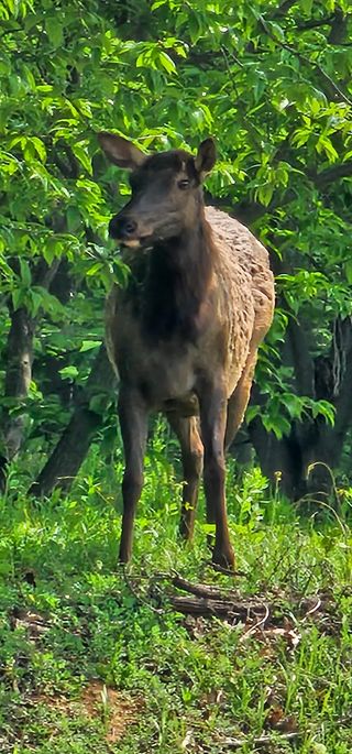 알 수 없음님의 감자 · 자유게시판 작성글 사진