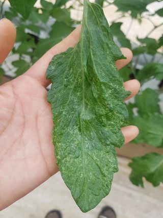 주하님의 기타작물 · 병해충상담 작성글 사진