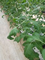 팜모닝 기타작물·병해충상담 게시글 이미지