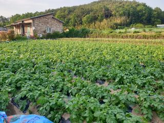 오영관님의 감자 · 자유게시판 작성글 사진