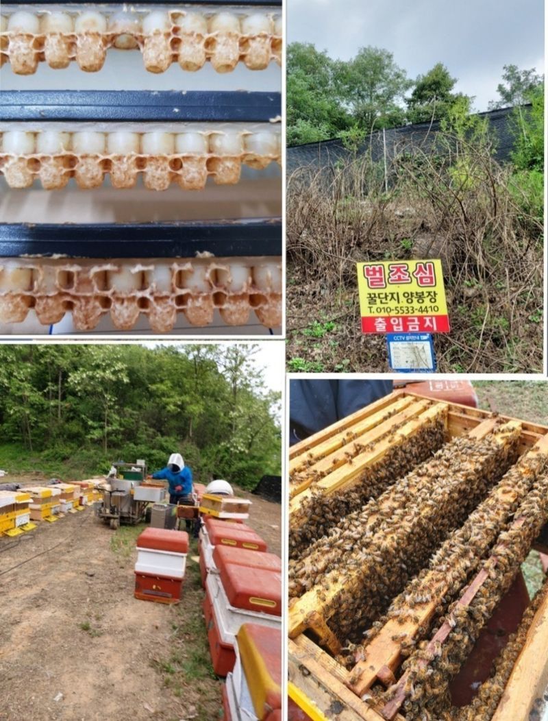 벌꿀농장♡권은주님의 장터 판매 상품 [기력충전! 순수 햇아카시아꿀,햇잡화꿀,밤꿀,햇로얄제리] 첨부 사진