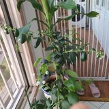 팜모닝 블루베리·자유게시판 게시글 이미지