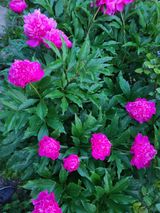 팜모닝 자유주제·사진전 게시글 이미지