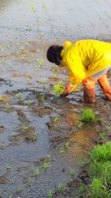 팜모닝 벼·자유게시판 게시글 이미지