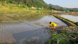 김명철님의 벼 · 자유게시판 작성글 사진