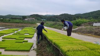 김명철님의 벼 · 자유게시판 작성글 사진