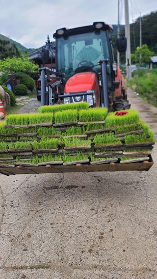 김명철님의 벼 · 자유게시판 작성글 사진