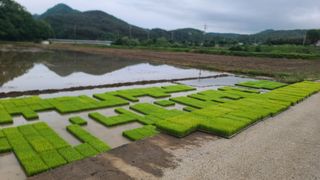 김명철님의 벼 · 자유게시판 작성글 사진