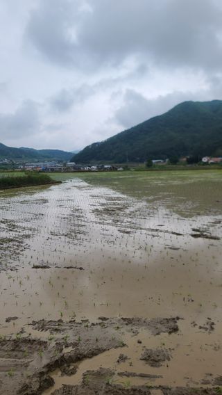 김명철님의 벼 · 자유게시판 작성글 사진