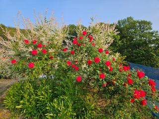 모란님의 자유주제 · 사진전 작성글 사진