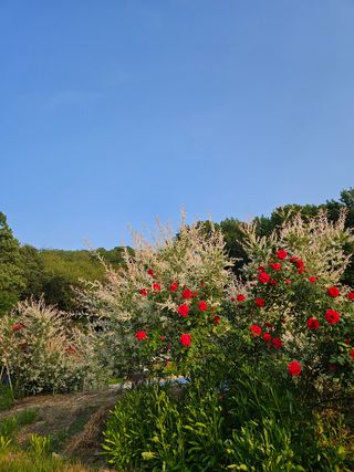 모란님의 자유주제 · 사진전 작성글 사진
