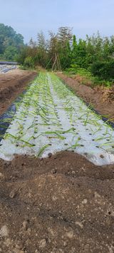 팜모닝 파·자유게시판 게시글 이미지