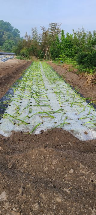 정희조님의 파 · 자유게시판 작성글 사진